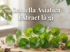 Centella Asiatica Extract là gì? Lợi ích cho da mụn, da nhạy cảm