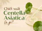 Chiết xuất Centella Asiatica là gì? Có tác dụng với làn da mụn?