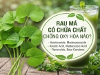 Giải đáp thắc mắc: Rau má có chứa chất chống oxy hóa nào?