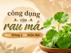 Giải mã công dụng của rau má theo Đông y và hiện đại