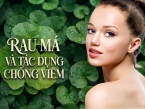 Nghiên cứu rau má và tác dụng chống viêm: Cơ chế, lợi ích và lưu ý khi sử dụng