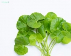 Rau má bao nhiêu tiền 1kg?