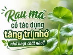 Rau má có tác dụng tăng trí nhớ nhờ hoạt chất nào?