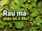 Rau má phân bố ở đâu? Tiềm năng phát triển vùng nguyên liệu rau má tại Việt Nam