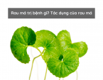 Rau má trị bệnh gì? Tác dụng của rau má