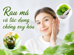 Rau má và tác dụng chống oxy hóa: Lợi ích đối với làn da