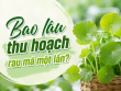 Bao lâu thu hoạch rau má một lần? Làm gì để rút ngắn thời gian giữa các lần thu hoạch?