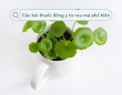 Các bài thuốc đông y từ rau má phổ biến