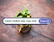 Cách chăm sóc rau má khi trồng tại nhà