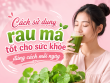 Cách sử dụng rau má tốt cho sức khỏe đúng cách mỗi ngày