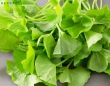 Cách trị mụn bằng rau má tại nhà?