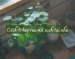 Cách trồng rau má sạch đơn giản tại nhà