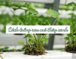 Cách trồng rau má thủy canh tại nhà cực đơn giản