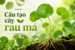 Cấu tạo cây rau má: Đặc điểm thực vật, thành phần và giá trị của Centella asiatica
