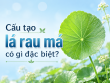 Cấu tạo lá rau má có gì đặc biệt? Tìm hiểu từ hình thái đến hoạt chất của lá rau má