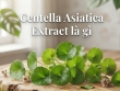 Centella Asiatica Extract là gì? Lợi ích cho da mụn, da nhạy cảm