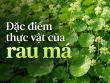 Đặc điểm thực vật của rau má: Nhận biết đúng để hiểu rõ giá trị của loài cây quen thuộc