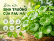 Điều kiện sinh trưởng của rau má: Môi trường lý tưởng để cây phát triển xanh tốt