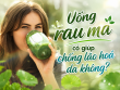 Giải đáp thắc mắc: Uống rau má có giúp chống lão hoá da không?