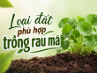 Loại đất phù hợp trồng rau má: Bí quyết giúp cây phát triển khỏe, năng suất cao