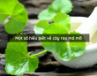 Một số hiểu biết về cây rau má mỡ