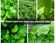 Phân biệt các loại rau má phổ biến