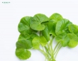 Rau má bao nhiêu tiền 1kg?