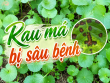 Rau má bị sâu bệnh: Dấu hiệu nhận biết, nguyên nhân và cách phòng ngừa hiệu quả