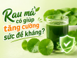 Rau má có giúp tăng cường sức đề kháng không? Uống bao nhiêu rau má là hợp lý?