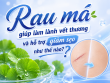 Rau má giúp làm lành vết thương và hỗ trợ giảm sẹo như thế nào?
