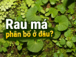 Rau má phân bố ở đâu? Tiềm năng phát triển vùng nguyên liệu rau má tại Việt Nam
