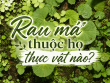 Rau má thuộc họ thực vật nào? Đặc điểm phân loại và những điều nên biết