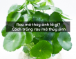 Rau má thủy sinh là gì? Cách trồng rau má thủy sinh