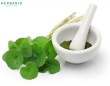 Rau má trị bệnh gì?
