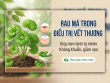 Rau má trong điều trị vết thương: Tác dụng và những điều cần lưu ý