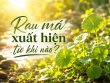 Rau má xuất hiện từ khi nào? Tìm về lịch sử của loài cây gắn bó với đời sống người Việt