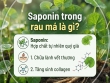 Saponin trong rau má là gì? Có lợi ích gì cho sức khỏe?