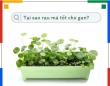 Tại sao rau má tốt cho gan?