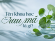 Tên khoa học của rau má là gì? Đặc điểm, thành phần và giá trị của cây rau má