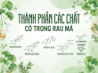 Thành phần các chất có trong rau má: Dinh dưỡng và hợp chất nổi bật