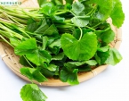 Tác dụng của rau má đối với làn da là gì?