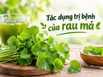 Tác dụng trị bệnh của rau má: Những lợi ích sức khỏe cần biết