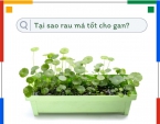 Tại sao rau má tốt cho gan?