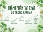 Thành phần các chất có trong rau má: Dinh dưỡng và hợp chất nổi bật