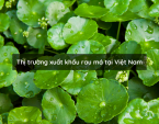 Thị trường xuất khẩu rau má tại Việt Nam