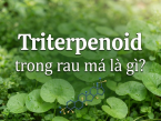 Triterpenoid trong rau má là gì? Đặc điểm, tác dụng và lưu ý khi sử dụng