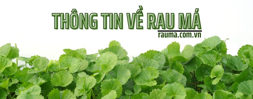 Thông tin về rau má